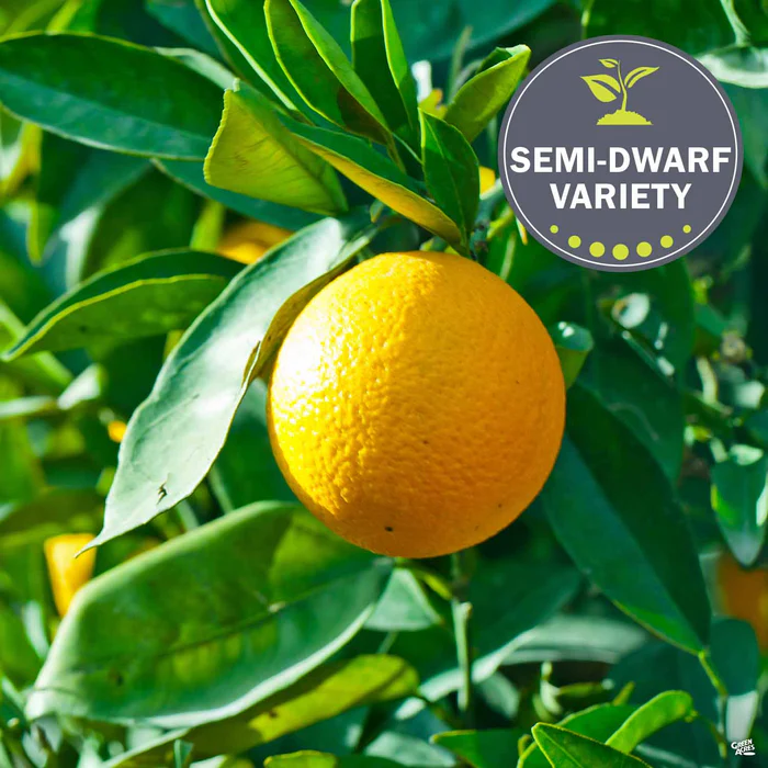 Navel Orange 'Washington', Semi-Dwarf