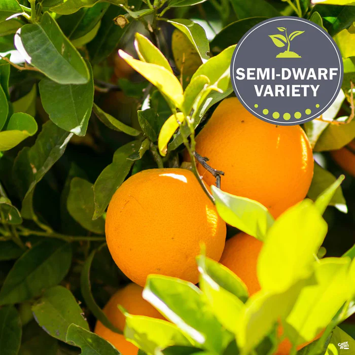 Navel Orange 'Washington', Semi-Dwarf