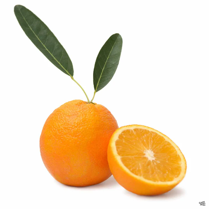 Navel Orange 'Washington', Semi-Dwarf