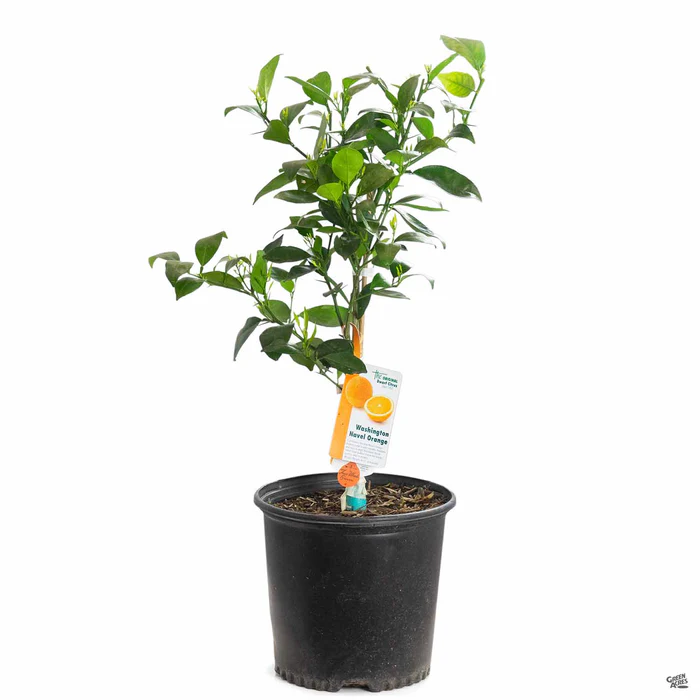 Navel Orange 'Washington', Semi-Dwarf