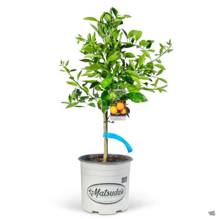 Navel Orange 'Washington', Semi-Dwarf