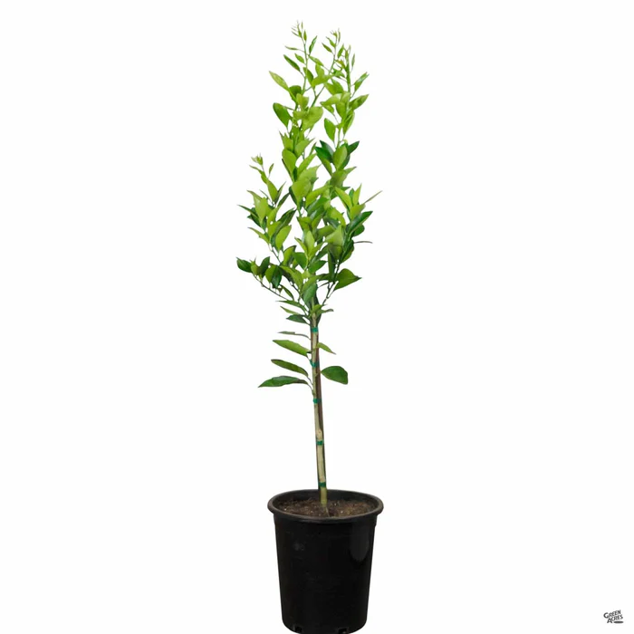 Navel Orange 'Washington', Semi-Dwarf