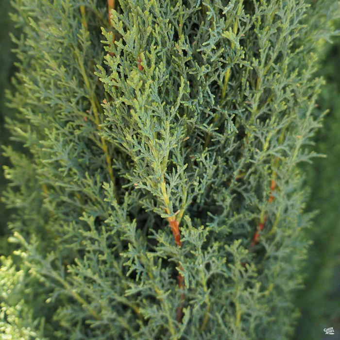 Dwarf Italian Cypress