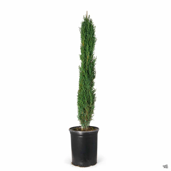Dwarf Italian Cypress