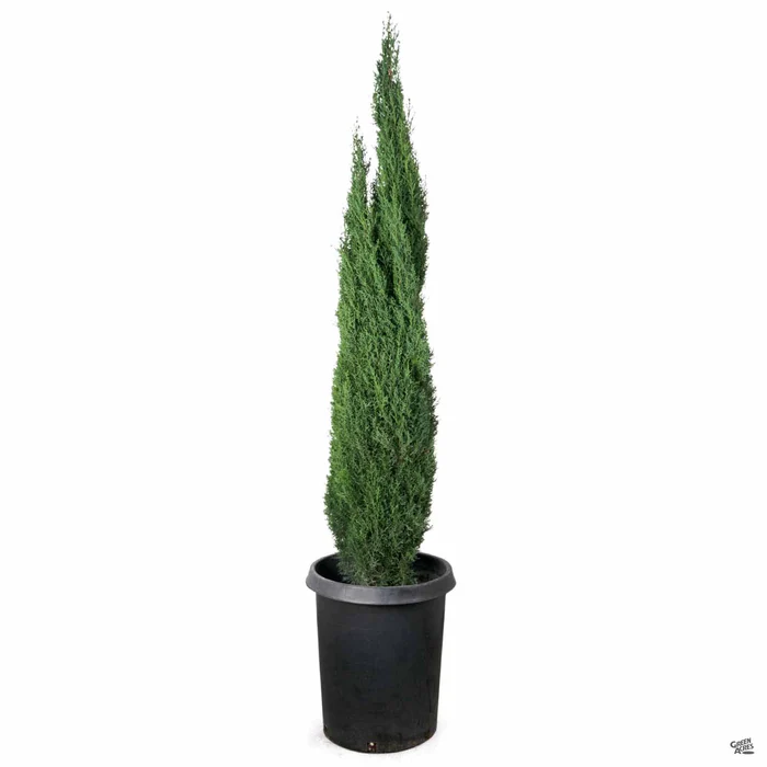 Dwarf Italian Cypress