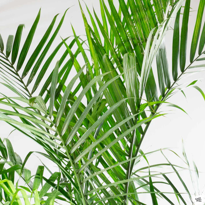 957-majesty-palm-1.webp Majesty Palm