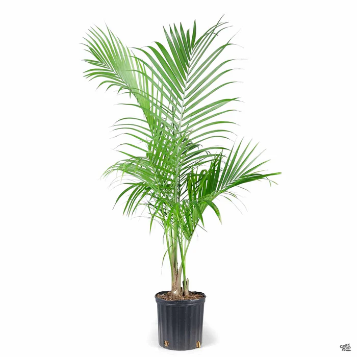 957-majesty-palm-2.webp Majesty Palm