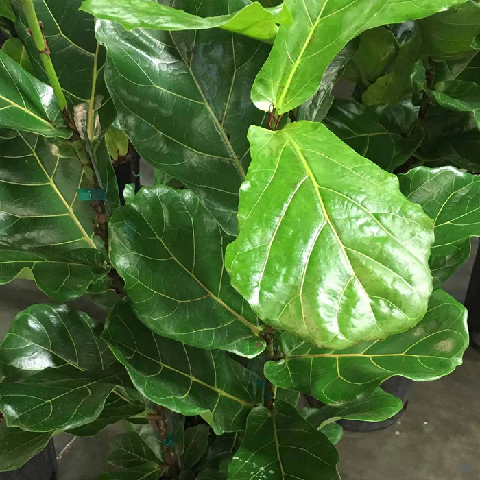 958-fiddle-leaf-fig-standard-1.webp Fiddle Leaf Fig Standard