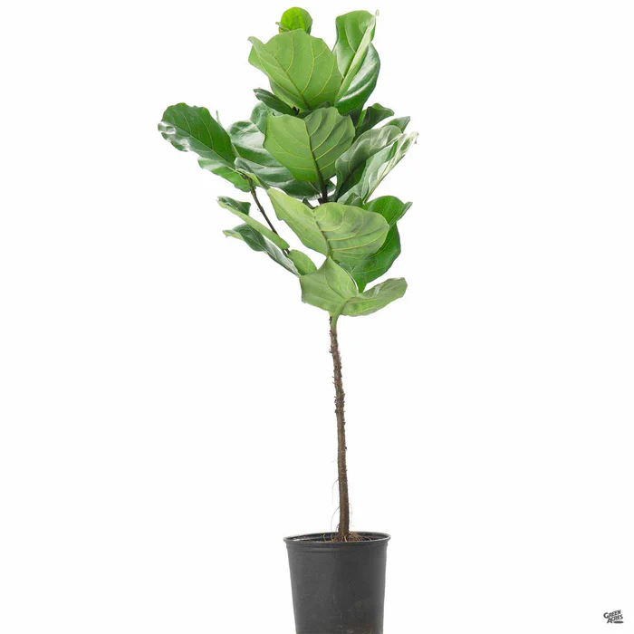 Fiddle Leaf Fig Standard