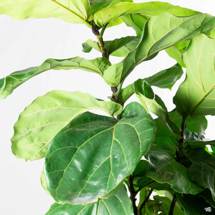 Fiddle Leaf Fig Bush