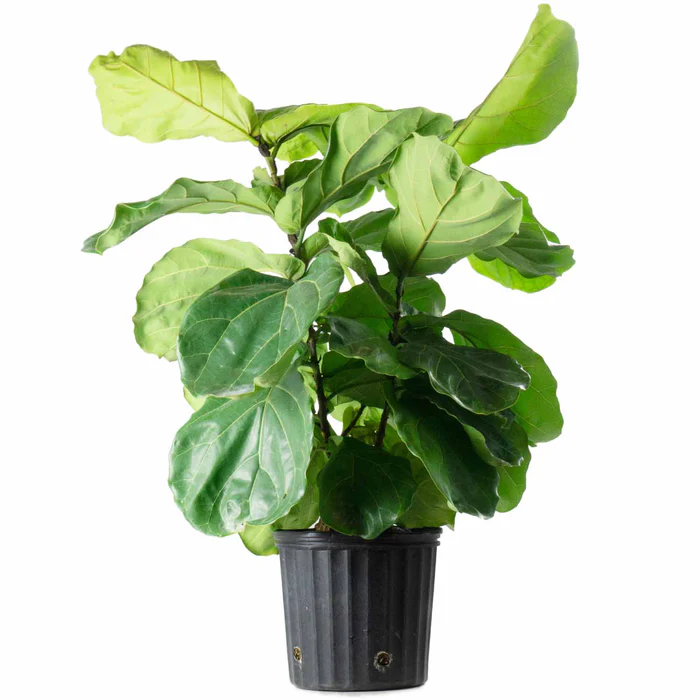 Fiddle Leaf Fig Bush