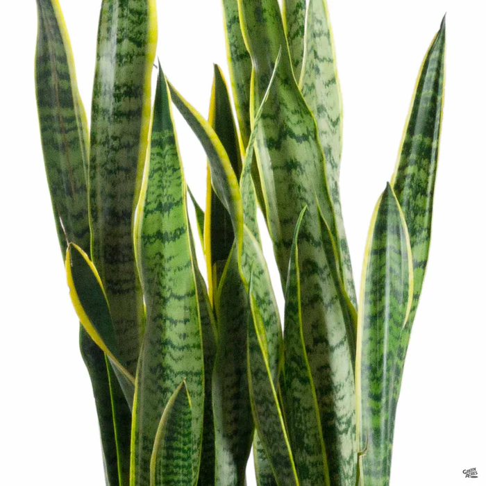 966-snake-plant-laurentii-1.webp Snake Plant 'Laurentii'
