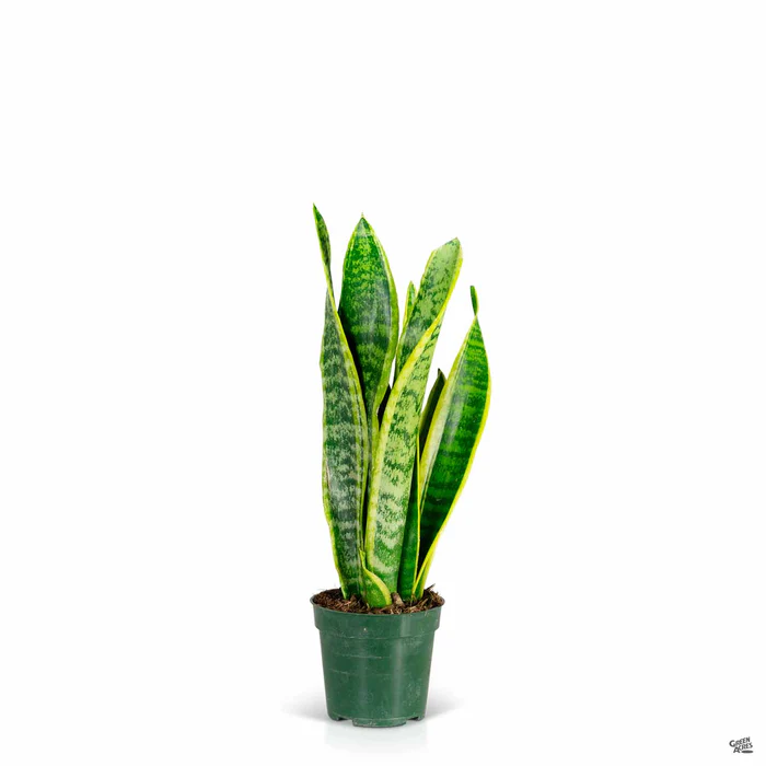 Snake Plant 'Laurentii'