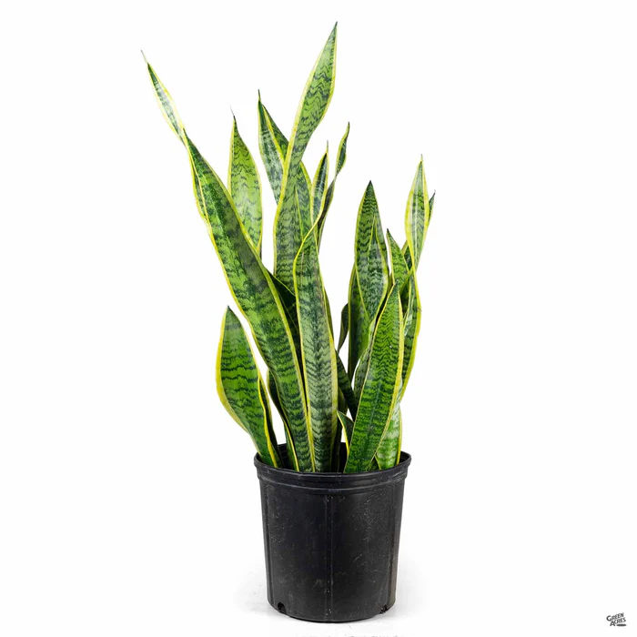 Snake Plant 'Laurentii'