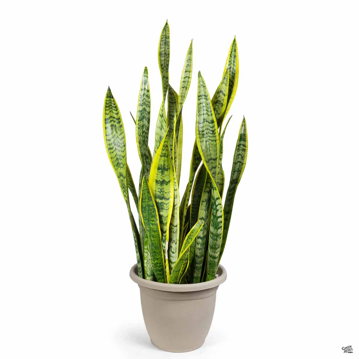 Snake Plant 'Laurentii'