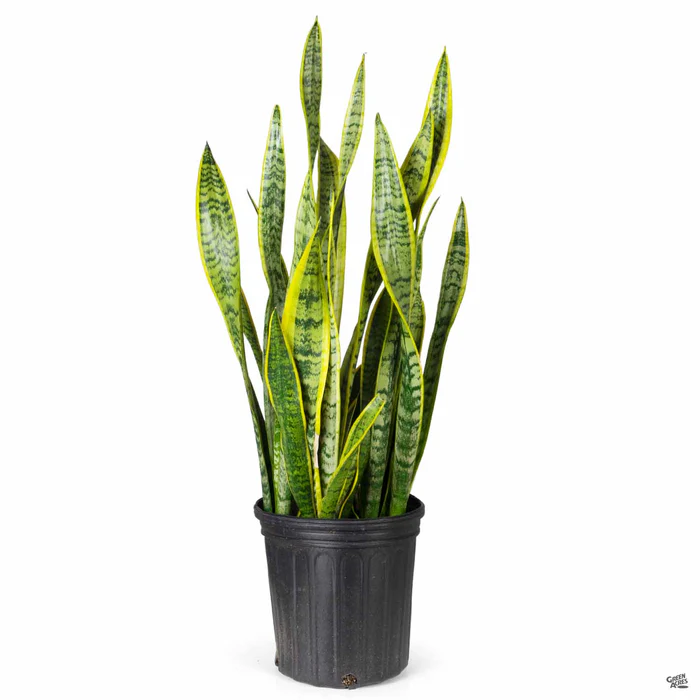 Snake Plant 'Laurentii'