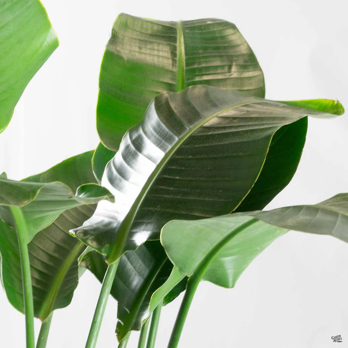 970-white-bird-of-paradise-1.webp White Bird of Paradise