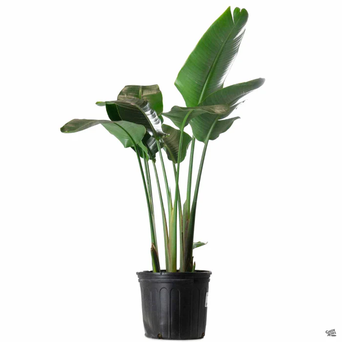 970-white-bird-of-paradise-2.webp White Bird of Paradise