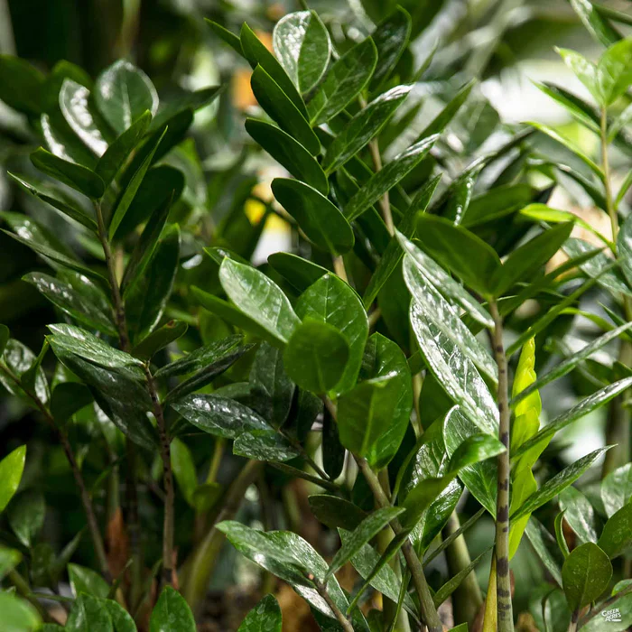 ZZ Plant