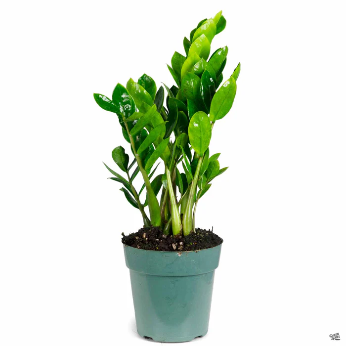 ZZ Plant