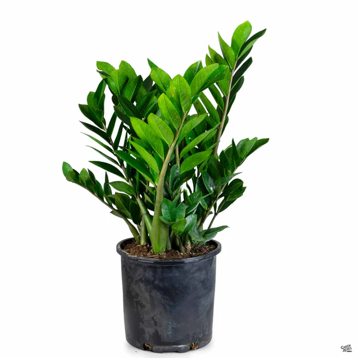 ZZ Plant