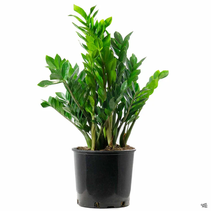 ZZ Plant