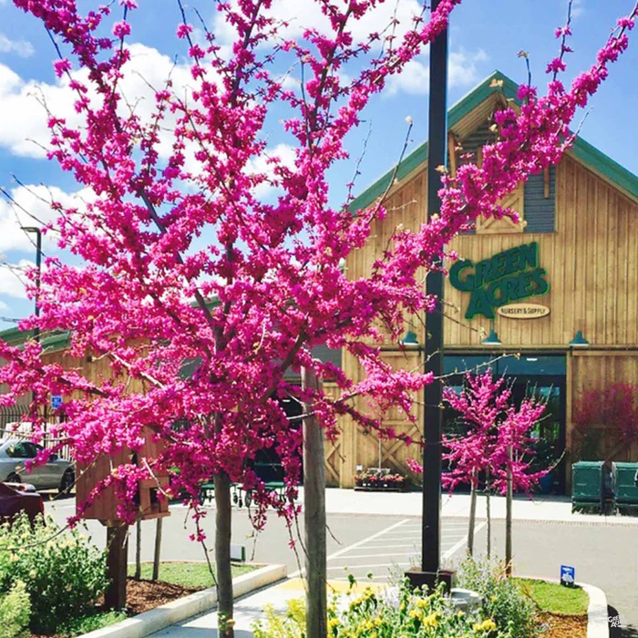 Oklahoma Redbud