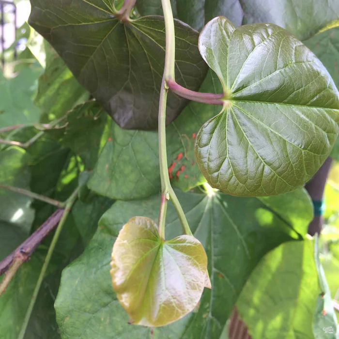 Oklahoma Redbud