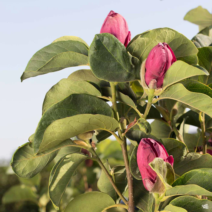 Tulip Magnolia 'Genie'
