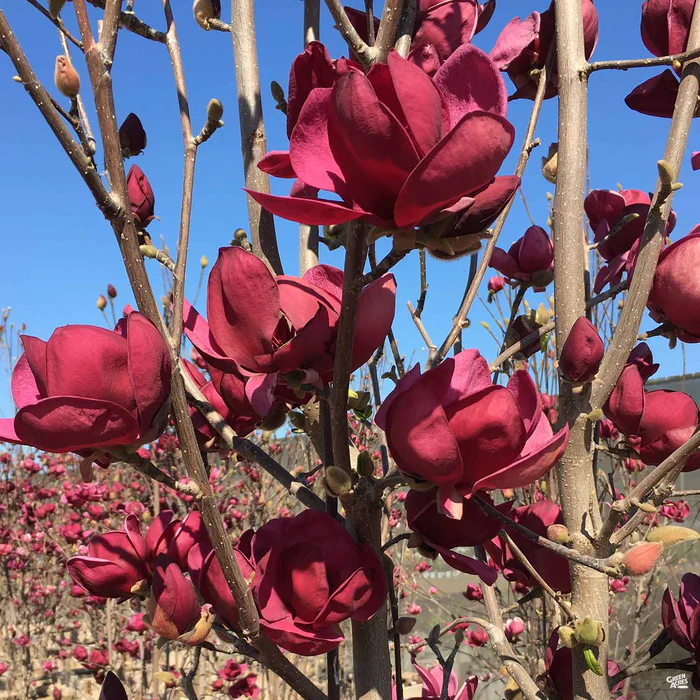 Tulip Magnolia 'Genie'