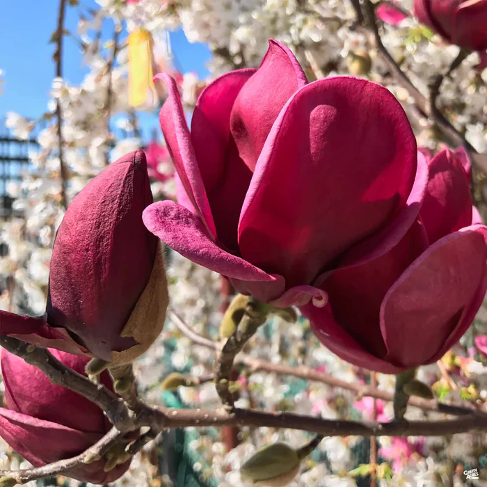 Tulip Magnolia 'Genie'