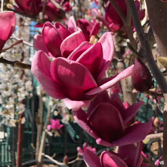 Tulip Magnolia 'Genie'