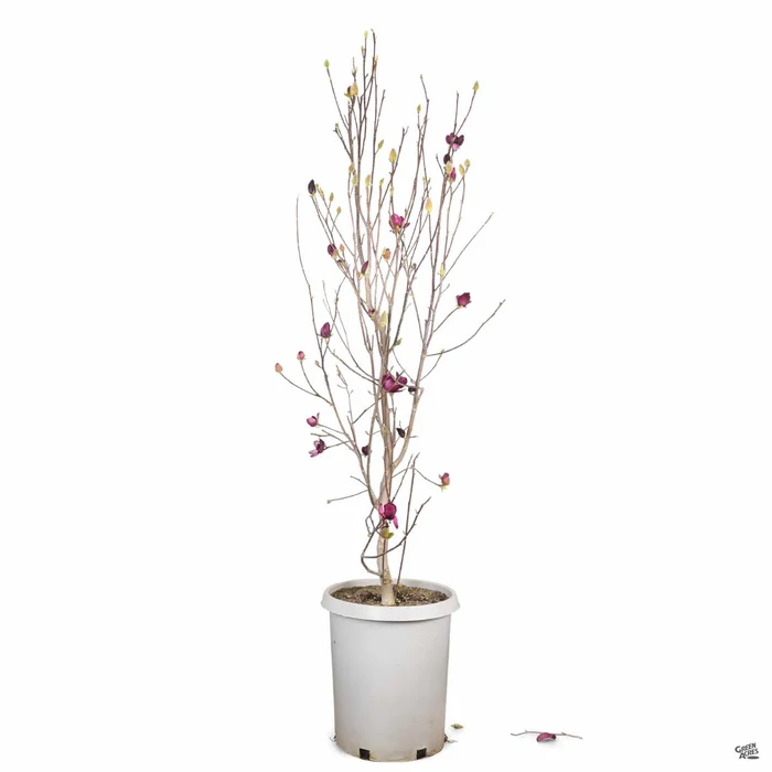 Tulip Magnolia 'Genie'