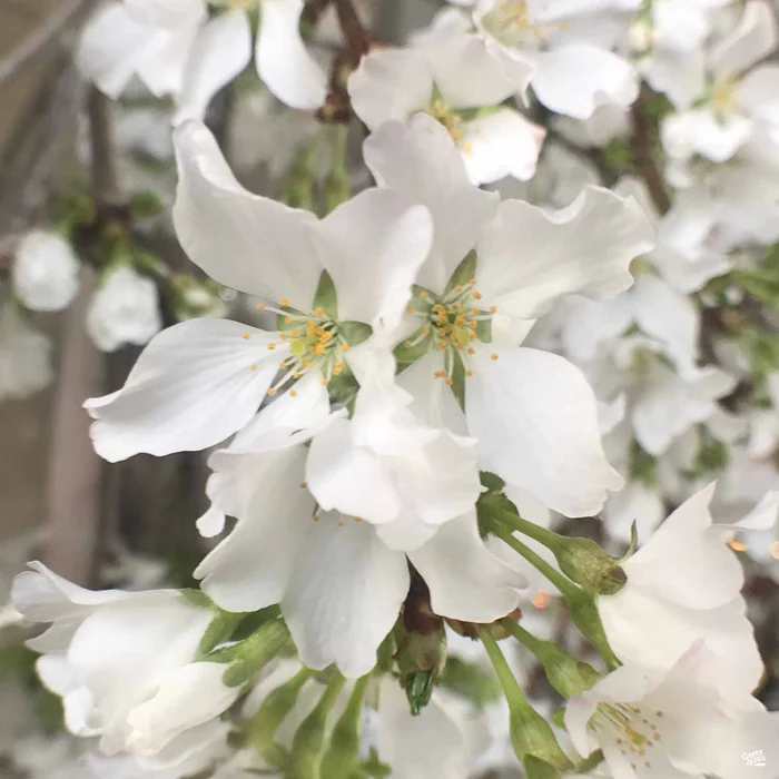 Weeping Cherry 'Snow Fountains'