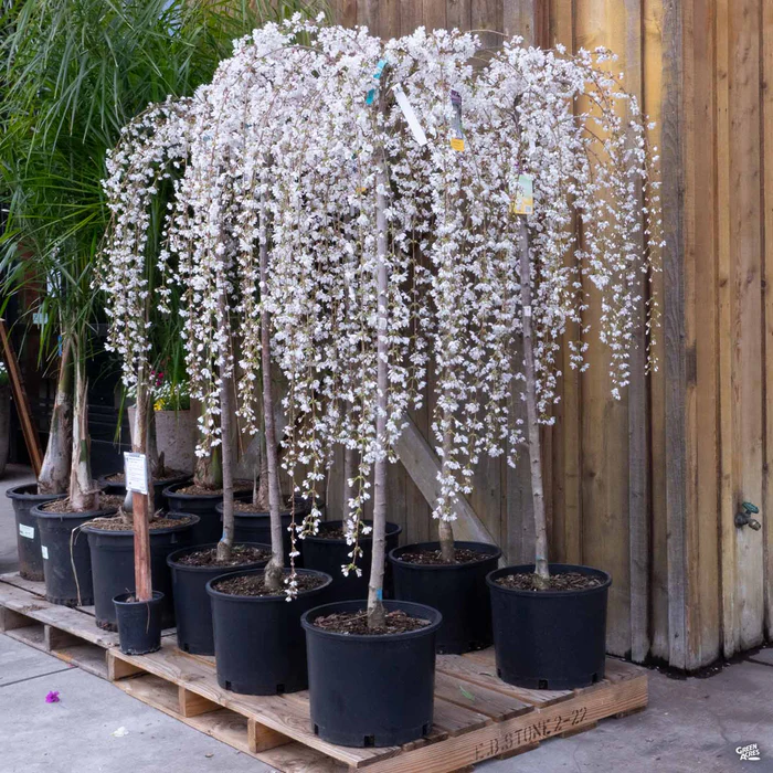 Weeping Cherry 'Snow Fountains'
