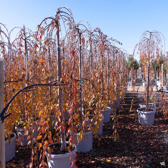 Weeping Cherry 'Snow Fountains'