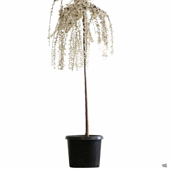 Weeping Cherry 'Snow Fountains'