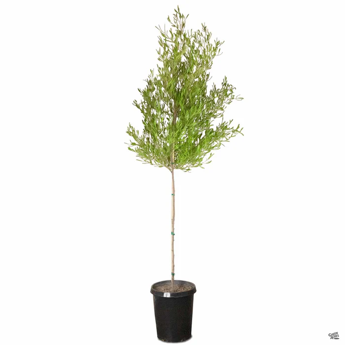 988-purple-hopseed-standard-trunk-3.webp Purple Hopseed Standard Trunk