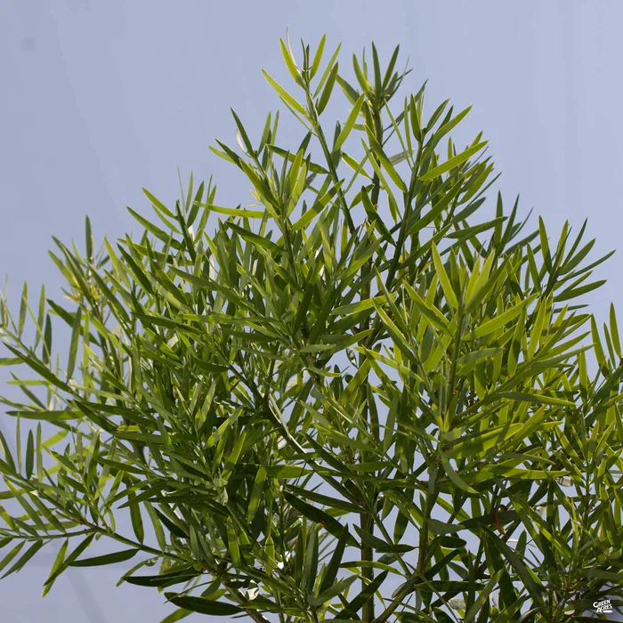 989-fern-pine-standard-trunk-1.webp Fern Pine Standard Trunk