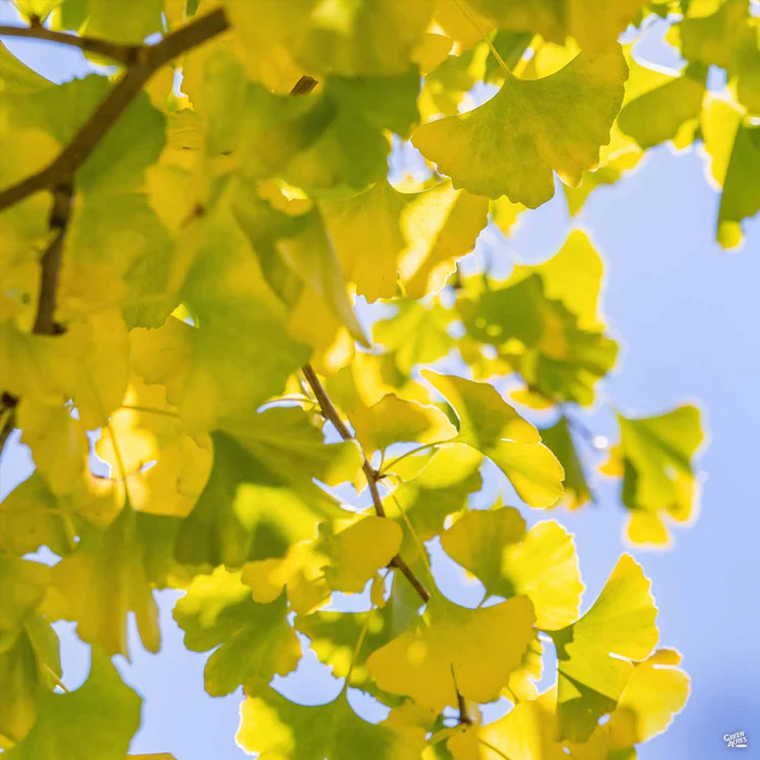 Ginkgo 'Autumn Gold'