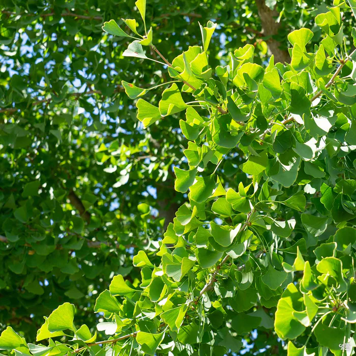 Ginkgo 'Autumn Gold'