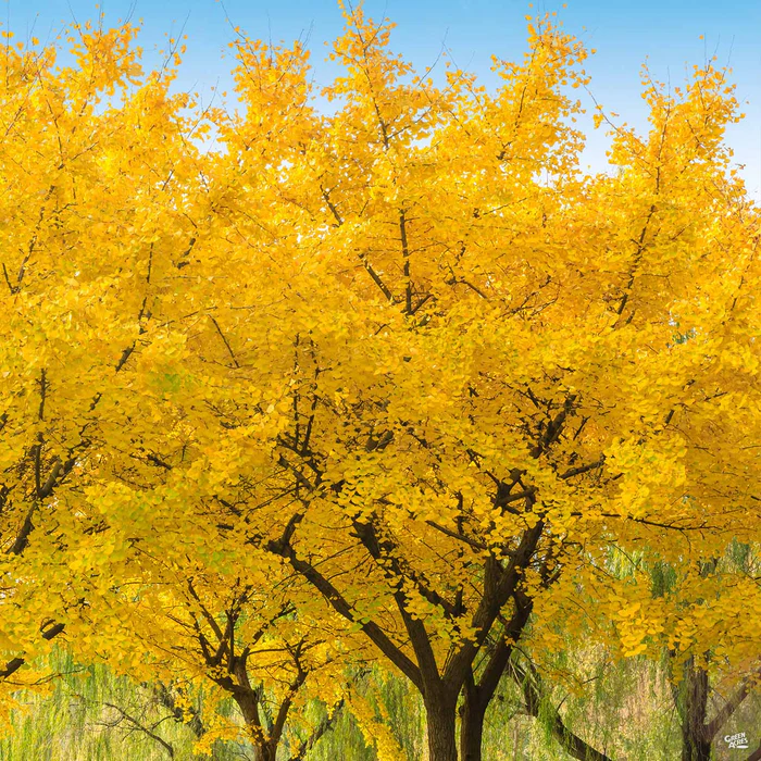 Ginkgo 'Autumn Gold'