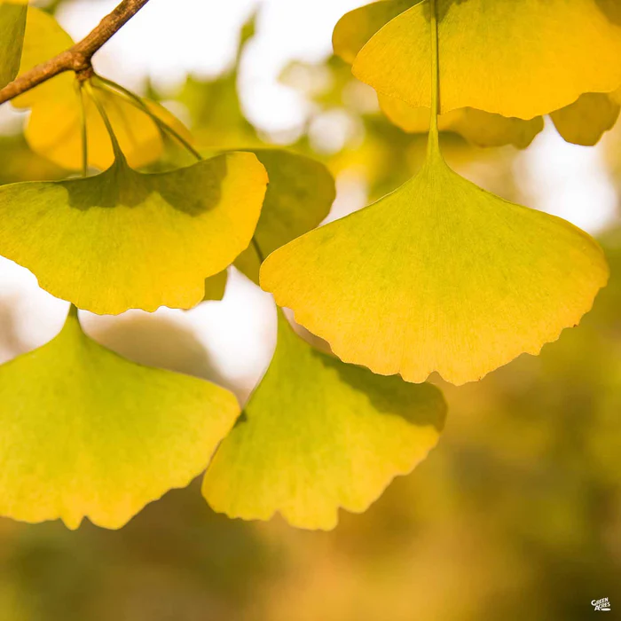 Ginkgo 'Autumn Gold'