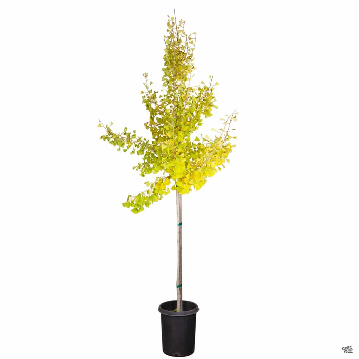 Ginkgo 'Autumn Gold'