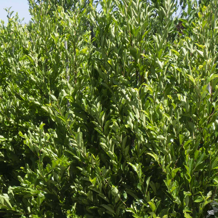 993-dwarf-carolina-cherry-laurel-standard-trunk-1.webp Dwarf Carolina Cherry Laurel Standard Trunk