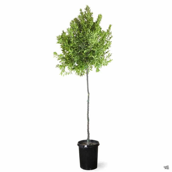 993-dwarf-carolina-cherry-laurel-standard-trunk-3.webp Dwarf Carolina Cherry Laurel Standard Trunk