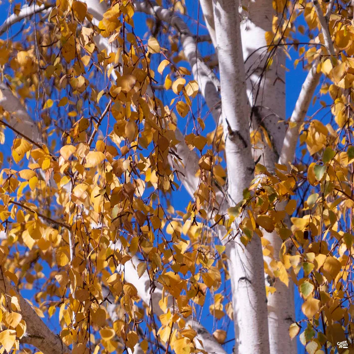 European White Birch Multi-Trunk