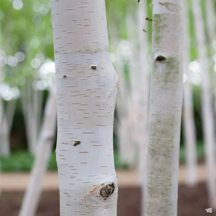 European White Birch Standard Trunk